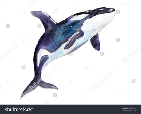 Watercolor Orca Handdrawn Illustration Isolated On Stock Illustration