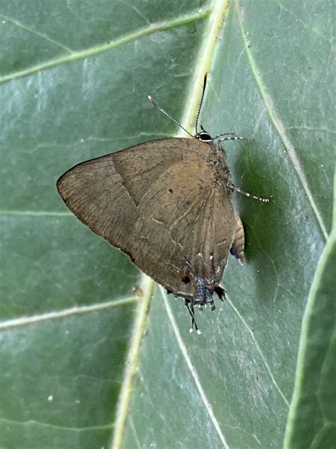 Variable Hairstreak From Cidade Universit Ria Armando Salles De