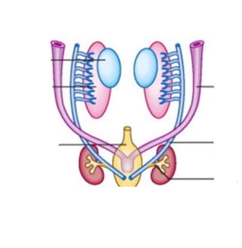 Development Of Reproductive System Flashcards Quizlet