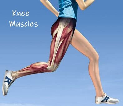 Knee Muscles: Anatomy, Function & Injuries - Knee Pain Explained