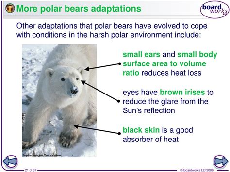 Unusual Adaptations Of A Polar Bear