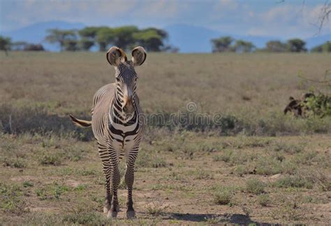 Front Profile Of Grevy Zebra Standing Alert In The Wild Savannah Of