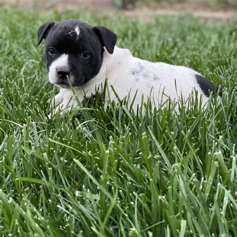 Staffordshire Bull Terrier For Sale - Feliz Staffords