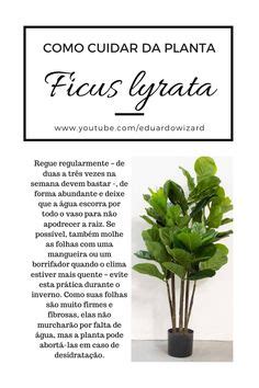 Ideias De Plantas Para Ter Dentro De Casa Jardinagem Para