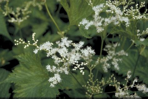 Filipendula Purpurea Alba Wit Bloeiende Inheemse Tuinplanten