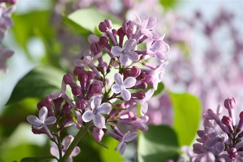 Purple Lilacs Starting to Bloom – Photos Public Domain