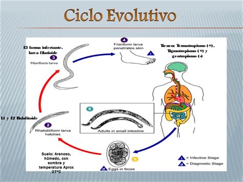 Anquilostomiasis Y Larva Migrans Cutánea