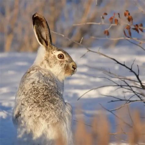 White-Tailed Jackrabbit - Facts, Diet, Habitat & Pictures on Animalia.bio