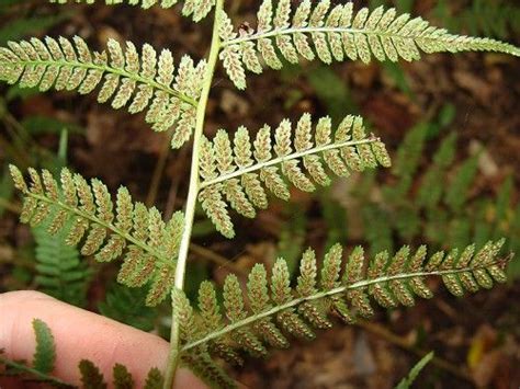 Athyrium Filix Femina L Roth Ssp Asplenioides Michx Hulten