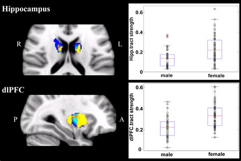 Frontiers Sex Differences In Fiber Connection Between The Striatum