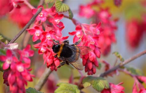 Insekt Humla Entomologi Gratis foto på Pixabay Pixabay