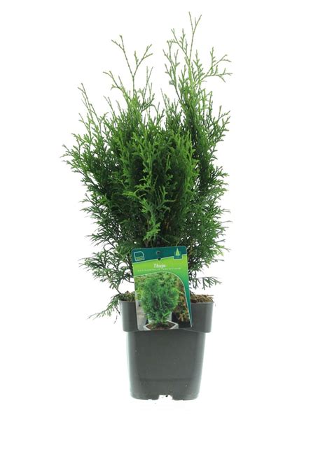 Thuja Occidentalis Holmstrup Plant Wholesale FlorAccess