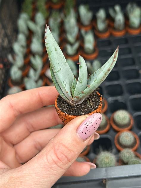 Aloe peglerae Succulents Aloe Kaktusy sukulenty i inne rośliny