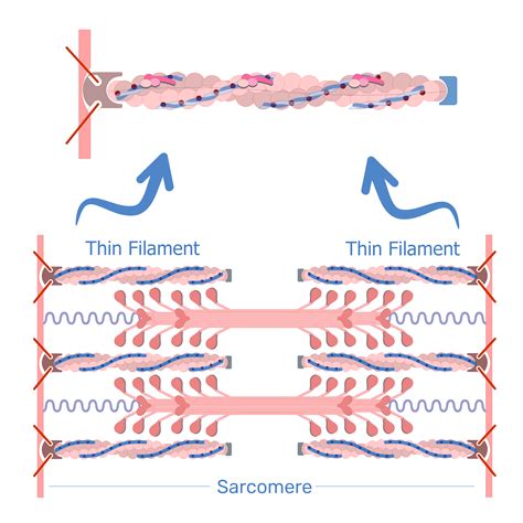 Thin filaments: definition, composition and function | GetBodySmart