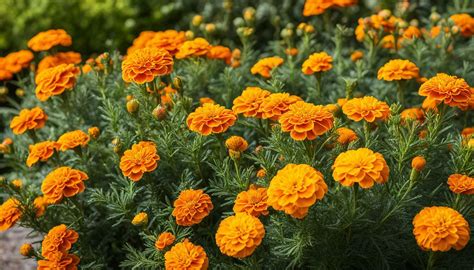 Mastering Marigold Care: A Comprehensive Guide for Success