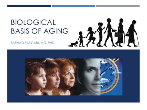 Biological Basis Of Aging