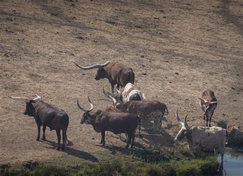 Watusi Cattle is the Bull with the Longest Horns in the World Stock Image - Image of elephant ...