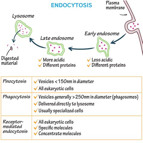 Endocytosis Types