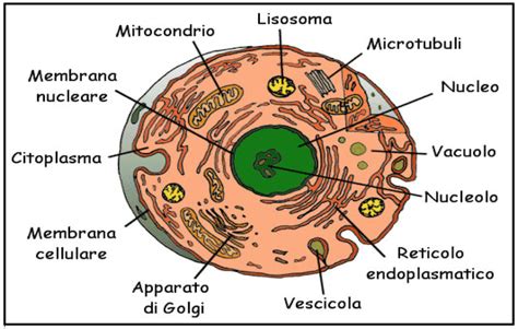 La Cellula