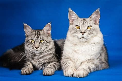 Maine Coon Personality Traits - MaineCoon.org