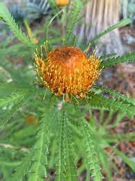 Banksia Formosa Showy Dryandra 6 Pot Hello Hello Plants