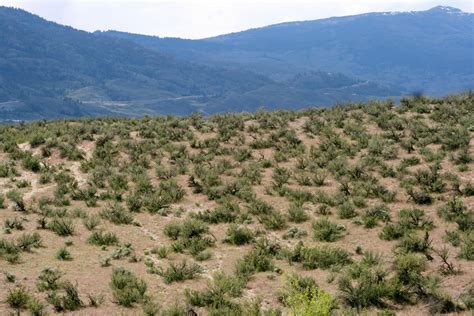 Osoyoos Desert, BC - A Bohemian's Guide to the Wild Woods