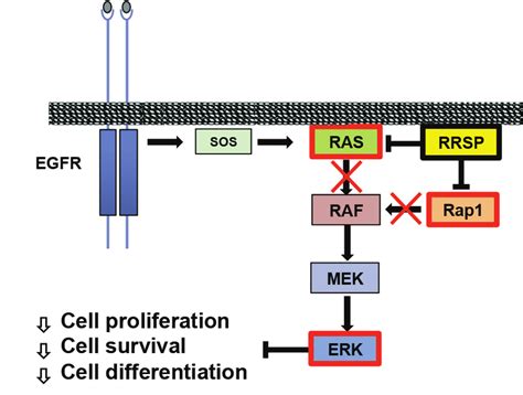 Schematic Representation Of Ras Activation And Its Downstream