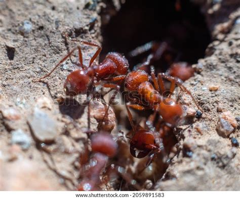 2,217 Harvester Ants Images, Stock Photos & Vectors | Shutterstock