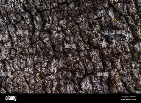 Holm oak bark hi-res stock photography and images - Alamy