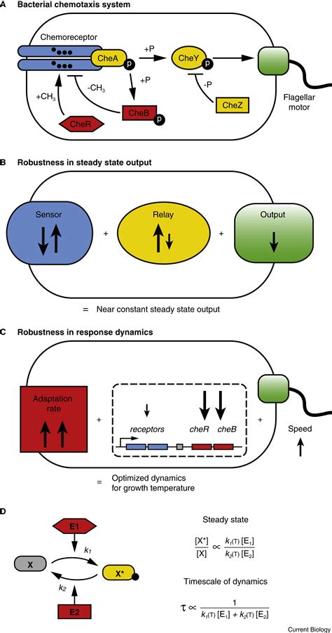 Thermal Robustness Lessons From Bacterial Chemotaxis Current Biology