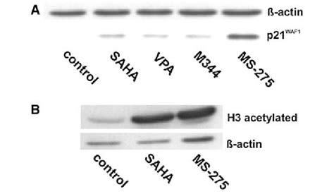 Immunoblotting Of P21 Waf1 And Histone H3 After Histone Deacetylase