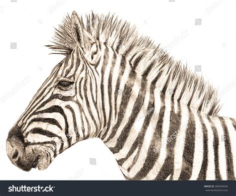 Hand Drawn Zebra Side Profile Closeup Stock Illustration 289439630 | Shutterstock