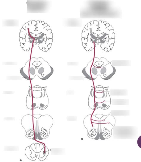 Corticospinal and Corticobulbar diagrams Diagram | Quizlet