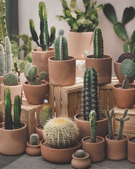 Gallery — La Cactus Co Dikim Fikirleri Etli Yapraklı Bitki Bahçesi