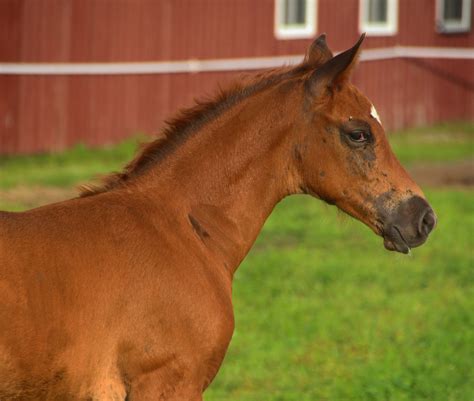 Vigilante Rgs Marvel” Red Gate Sporthorses