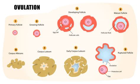 Graafian Follicle And Corpus Luteum