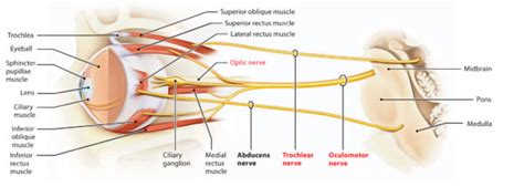 Oculomotor Nerve – Earth's Lab