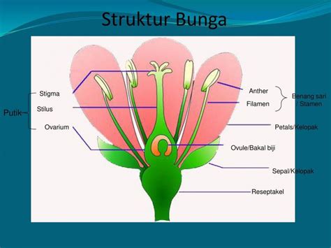 Detail Gambar Bagian Bagian Bunga Sempurna Dan Fungsinya Koleksi Nomer 26