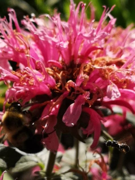 Bees And Monarda Bee Balm Oznor Karen Hine Flickr