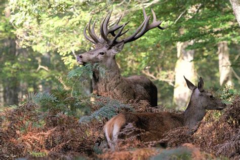 Rando Brame Du Cerf Club Rando Altiplus