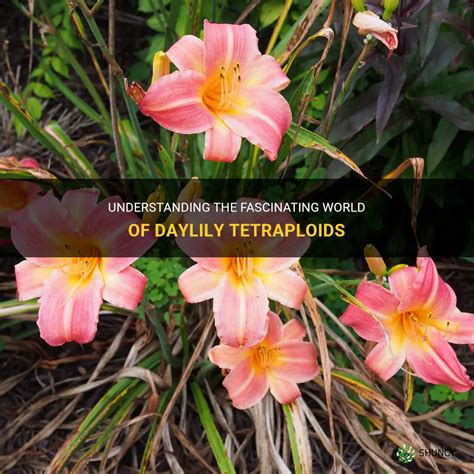 Understanding The Fascinating World Of Daylily Tetraploids Shuncy