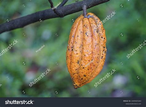 Cacao Tree Plant That Can Grow Stock Photo 2245925263 | Shutterstock