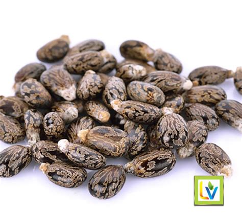 thau dau thuoc bac sai thanh