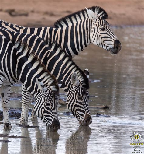 Zebras At The Waterhole — The Naturalists Notebook