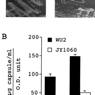 Sequences And Capsule Production Of Repaired And Suppressor Pgm Mutants