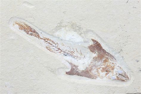 11" Enchodus With Coccodus Fossil Fish - Lebanon (Special Price ...