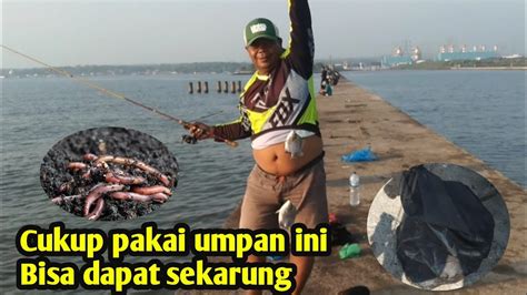 Mancing Ikan Kiper Spot Pltgu Grati Cukup Pakai Umpan Ini Bisa Dapat