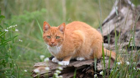 Tiere Berliner Katzenschutzverordnung Tritt Am 8 Juni In Kraft