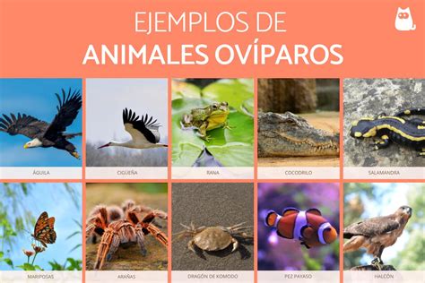 O Que São Ovíparos