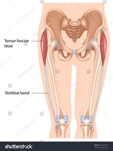 Tensor Fasciae Latae Muscle Stock Illustration 149230190 Shutterstock